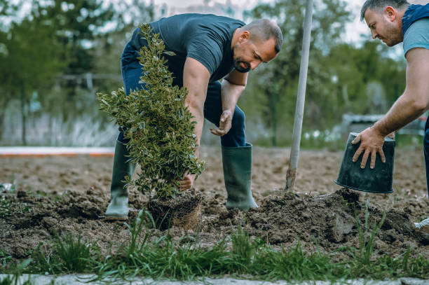 Best Tree Trimming Near Me  in Lexington, WA